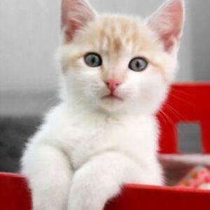 PET DEALS